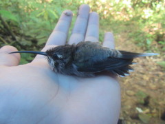 Phaethornis hispidus