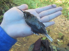 Phaethornis hispidus