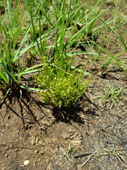 Thesium transvaalense