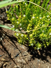 Thesium transvaalense