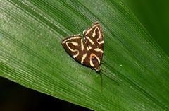 Hemerophila albertiana