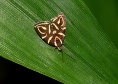 Hemerophila albertiana
