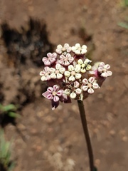 Asclepias fallax
