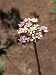 Asclepias fallax