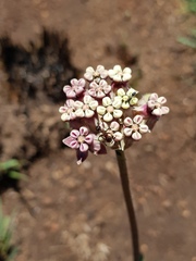 Asclepias fallax