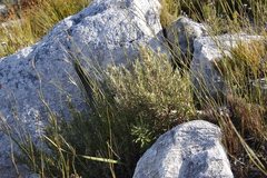 Grubbia tomentosa
