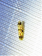 Erythroneura integra