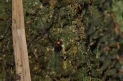 Caluga
