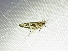 Aristotelia fungivorella