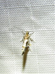 Aristotelia fungivorella