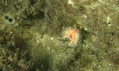 Serpula