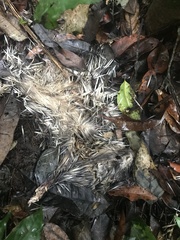 Atherurus africanus
