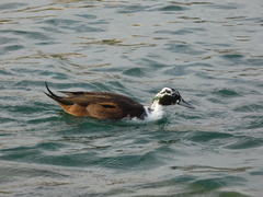 Anas platyrhynchos × acuta