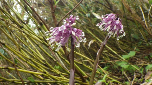 Helonias orientalis, photograph 1