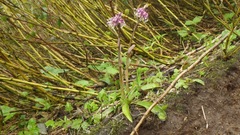 Heloniopsis orientalis