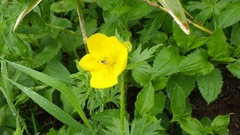 Trollius riederianus