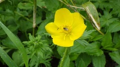 Trollius riederianus