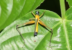 Eumastax