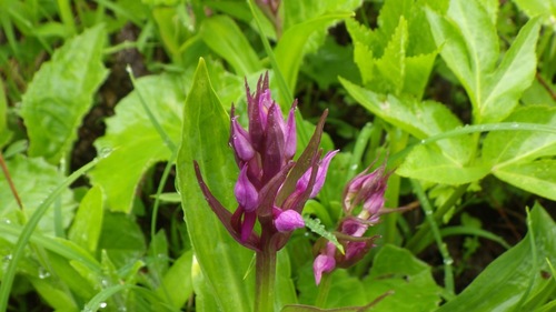 Keyflower (Dactylorhiza aristata)