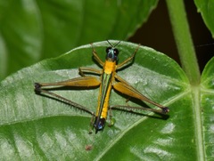 Eumastax