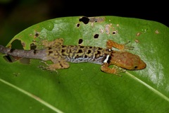 Gonatodes concinnatus