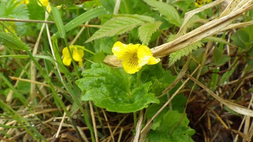 Viola alliariifolia iNat (3)