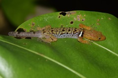 Gonatodes concinnatus