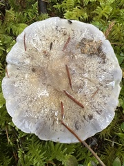 Glaucopodes