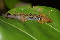 Gonatodes concinnatus