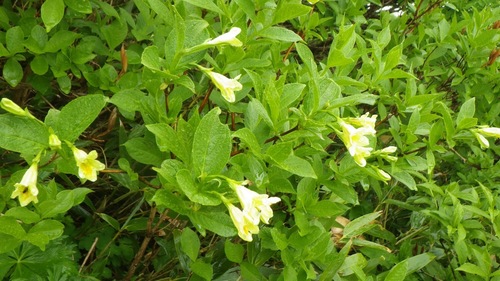 Image of Weigela middendorffiana by (c) Yoshimasa Uchiyama, some rights reserved (CC BY)