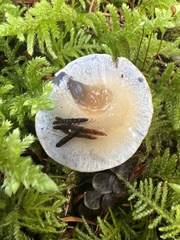 Glaucopodes