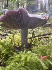 Glaucopodes