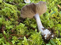 Glaucopodes