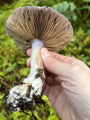 Glaucopodes