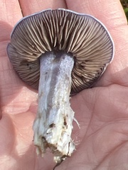 Glaucopodes
