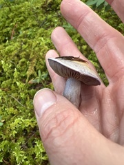 Glaucopodes