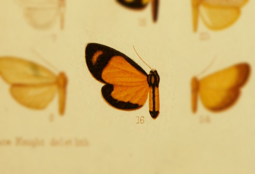 Antona intensa