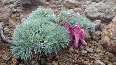 Dicentra peregrina