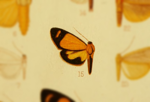 Antona suapurensis