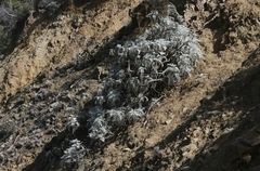 Constancea nevinii