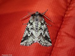 Declana toreuta
