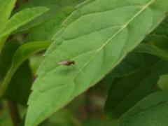 Brachycera