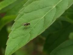 Brachycera