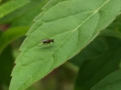 Brachycera