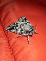 Declana toreuta