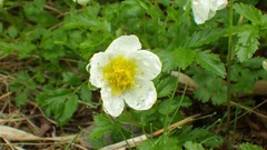 Geum pentapetalum