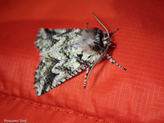 Declana toreuta