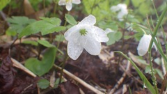 Anemonastrum flaccidum