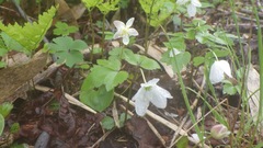 Anemonastrum flaccidum