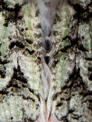 Declana toreuta